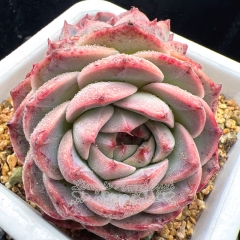 Real & Unique | Echeveria 'ice beauty'