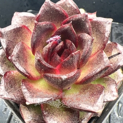 Real & Unique | Echeveria 'Dark Emperor'