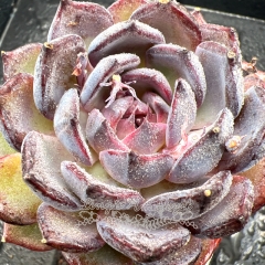 Real & Unique | Echeveria 'Blue enchantress'