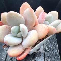 Real & Unique | xGraptoveria Pink Bunny / snow peach