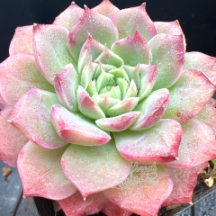 Real & Unique | Echeveria 'Spring Fairy'