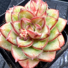 Real & Unique | Echeveria 'Candy Dress'