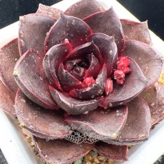 Real & Unique | Echeveria 'Dark Rose'