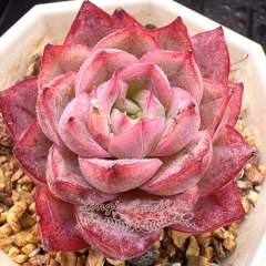 Real & Unique | Echeveria 'Cranberry'