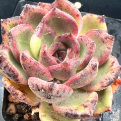 Real & Unique | Echeveria 'Black Currant'