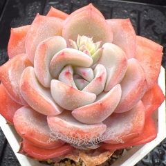 Real & Unique | Echeveria 'Cherry Cream'