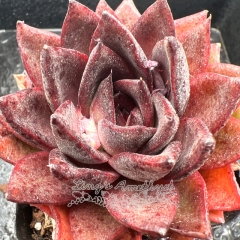 Real & Unique | Echeveria 'Dark Knight'