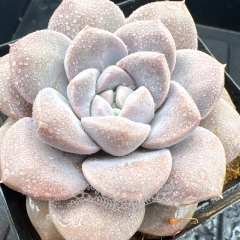 Real & Unique | Echeveria 'Bodhi'