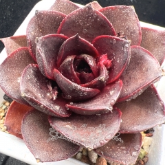 Real & Unique | Echeveria 'Dark Rose'