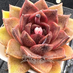 Real & Unique | Echeveria 'Golden Fox'