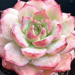 Real & Unique | Echeveria 'Spring Fairy'