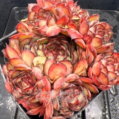 Real & Unique | Echeveria 'Fantasy rose'/ 'Dream rose'