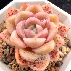 Real & Unique | Echeveria 'Bellina'