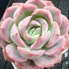 Real & Unique | Echeveria 'Lubin'