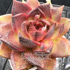 Real & Unique | Echeveria 'Golden Fox'