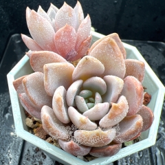 Real & Unique | Echeveria 'Lulu' (Echeveria laui × Graptopetalum rusbyi)