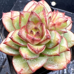 Real & Unique | Echeveria 'Candy Dress'