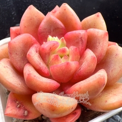 Real & Unique | Echeveria 'Azalea'