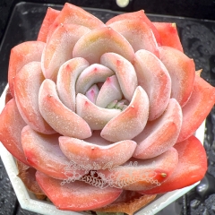 Real & Unique | Echeveria 'Cherry Cream'