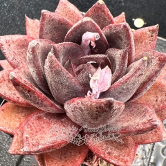 Real & Unique | Echeveria 'Dark Knight'