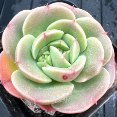 Real & Unique | Echeveria 'Peach Fairy' (Echeveria Peach Pride sp)