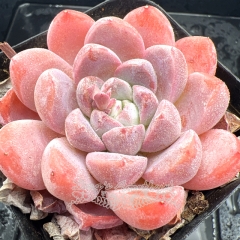 Real & Unique | Echeveria 'Pink Princess'