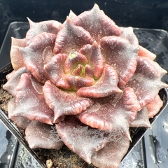 Real & Unique | Echeveria Black Madiba