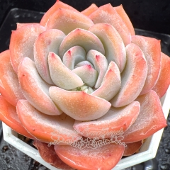 Real & Unique | Echeveria 'Cherry Cream'