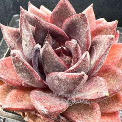 Real & Unique | Echeveria 'Dark Knight'