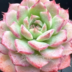 Real & Unique | Echeveria 'Spring Fairy'