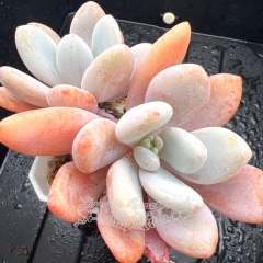 Real & Unique | xGraptoveria Pink Bunny / snow peach