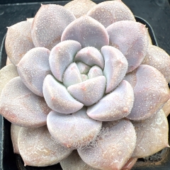 Real & Unique | Echeveria 'Bodhi'