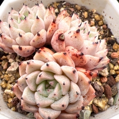 Real & Unique | Echeveria 'Sara Himebotan' sp