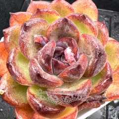 Real & Unique | Echeveria 'Purple Rose'