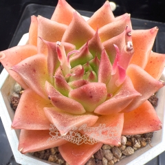 Real & Unique | Echeveria 'Orange flame'