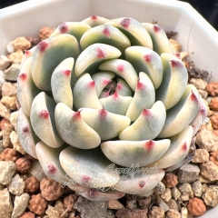 Real & Unique | Echeveria minima variegata