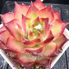 Real & Unique | Echeveria 'Flaming Cloud'