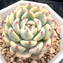 Real & Unique | Echeveria minima variegata