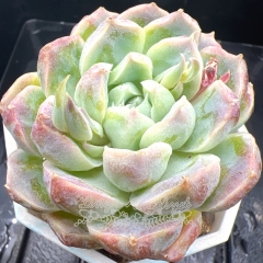 Real & Unique | Echeveria 'Iridescent princess'