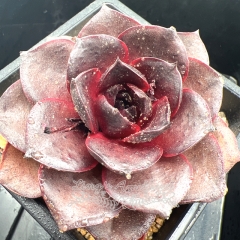 Real & Unique | Echeveria 'Dark Rose'