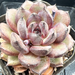 Real & Unique | Echeveria 'Purple Memories'