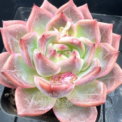 Real & Unique | Echeveria 'Sparkling Wine'