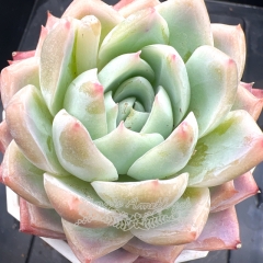 Real & Unique | Echeveria 'Lonely star'