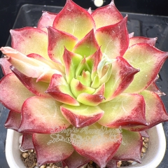 Real & Unique | Echeveria 'Flaming Cloud'