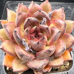 Real & Unique | Echeveria 'Ruby'