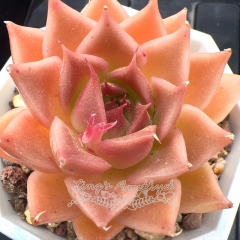 Real & Unique | Echeveria 'Orange flame'