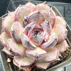 Real & Unique | Echeveria 'Purple Memories'