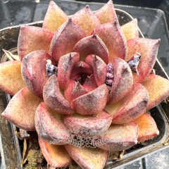 Real & Unique | Echeveria 'Ruby'