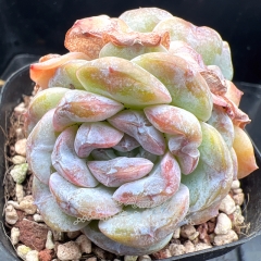 Real & Unique | Echeveria 'Yam Paste'