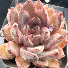 Real & Unique | Echeveria 'Black Wind'